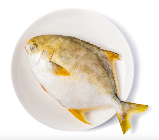 Frozen Golden Pompano 600-800gms China, lbs