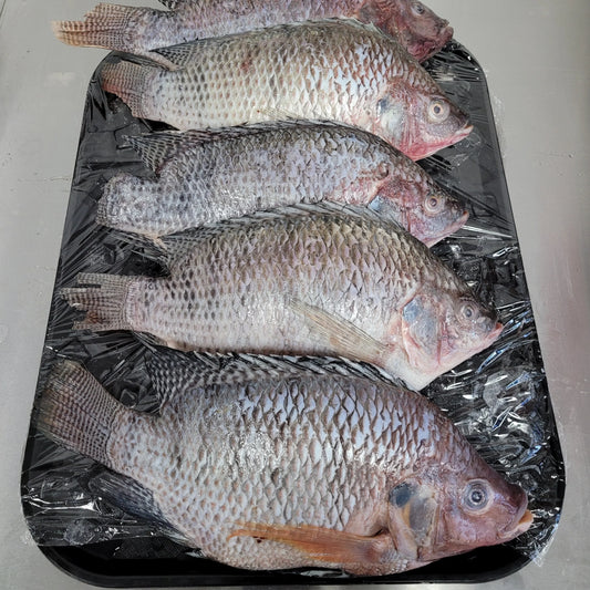 Frozen Tilapia Gutted & Scaled 550-750g, lbs